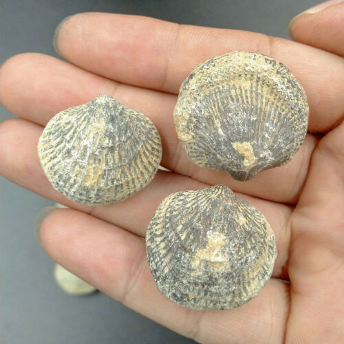 100% Natural Atrypa Reticularis Fossil Marine Fossils Devonian Period